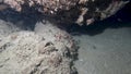 4k video of a Banded Boxer Shrimp (Stenopus hispidus) in Florida