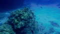 4k footage of beautiful ccolorful coral reef in the red sea. Amazing underwater life