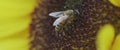 6k video of a bee pollenizing the sunflower