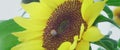 6k video of a bee pollenizing the sunflower