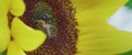 6k video of a bee pollenizing the sunflower