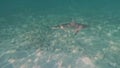 4k video of a Blacktip Shark (Carcharhinus limbatus) in Bimini