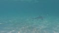 4k video of a Blacktip Shark (Carcharhinus limbatus) in Bimini