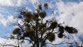 Tree with mistletoes