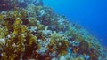 4k video footage of Fire Coral Millepora in the Red Sea