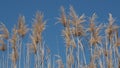 Giant reeds, arundo donax, moving in breeze