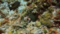 4k video of a Goldentail Moray Eel (Gymnothorax miliaris) in Cozumel