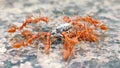 4K Video of Group of Weaver ants Preying on Notcher