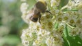 4k Video of Honey Bee pollinating flower