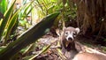 4k video of juvenile South American Coatis (Nasua nasua) in Mexico