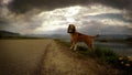 4K Video: Lightning strikes while beagle's on the walk