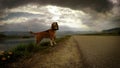 4K Video: Lightning strikes while beagle's on the walk