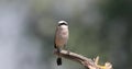 4K Video of Male Red-backed Shrike on Wooden Log