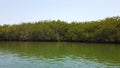 4K video of Mangroves in the delta of the tropical river