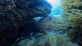 4k video of Mediterranean Cardinalfish (Apogon imberbis) in Comino