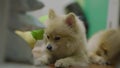 4k video, Pomeranian breed lick his nose. dog is down laying.