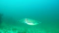 4K Video: Squid underwater