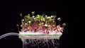 4k video with a time lapse of the growth of microgreens - radishes, indoors on hydroponics, the concept of growing