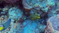 4k video of a White-spotted Filefish (Cantherhines macrocerus) in Cozumel