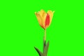 4K. Yellow tulip bloom buds green screen, Ultra HD