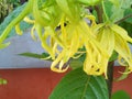 This is a close-up view of a cluster of yellow flowers swaying in the sunlight., Ka-dung-nga-song-kla, Dwarf Ylang-Ylang