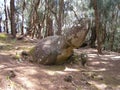 The Phallic Rock or Ka Ule o Nanahoa, Molokai, Hawaii Royalty Free Stock Photo