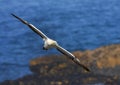 Kaapse Jan-van-gent, Cape Gannet, Morus capensis