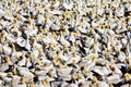 Kaapse Jan-van-gent, Cape Gannet, Morus capensis Royalty Free Stock Photo