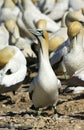 Kaapse Jan-van-gent, Cape Gannet, Morus capensis