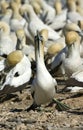 Kaapse Jan-van-gent, Cape Gannet, Morus capensis Royalty Free Stock Photo