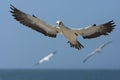 Kaapse Jan-van-gent, Cape Gannet, Morus capensis