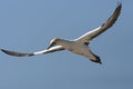 Kaapse Jan-van-gent, Cape Gannet, Morus capensis