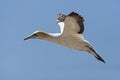 Kaapse Jan-van-gent, Cape Gannet, Morus capensis