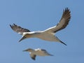 Kaapse Jan-van-gent, Cape Gannet, Morus capensis Royalty Free Stock Photo