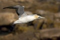 Kaapse Jan-van-gent, Cape Gannet, Morus capensis Royalty Free Stock Photo