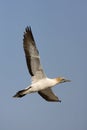 Kaapse Jan-van-gent, Cape Gannet, Morus capensis