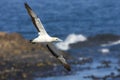 Kaapse Jan-van-gent, Cape Gannet, Morus capensis