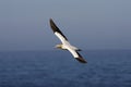 Kaapse Jan-van-gent, Cape Gannet, Morus capensis