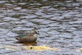 Kaapse Slobeend, Cape Shoveler, Spatula smithii