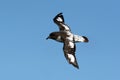 Kaapse Stormvogel, Cape Petrel, Daption capense