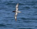 Kaapse Stormvogel, Cape Petrel, Daption capense