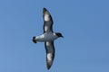 Kaapse Stormvogel, Cape Petrel, Daption capense