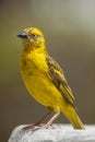 Kaapse Wever, Cape Weaver, Ploceus capensis Royalty Free Stock Photo