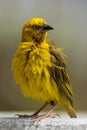 Kaapse Wever, Cape Weaver, Ploceus capensis Royalty Free Stock Photo