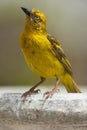 Kaapse Wever, Cape Weaver, Ploceus capensis Royalty Free Stock Photo