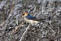 Kaapse Zwaluw, Greater Striped Swallow, Cecropis cucullata Royalty Free Stock Photo