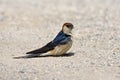 Kaapse Zwaluw, Greater Striped Swallow, Cecropis cucullata Royalty Free Stock Photo