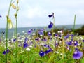 Kaas Plateau - Valley of flowers in Maharashtra, India