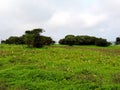 Kaas Plateau - Valley of flowers in Maharashtra, India