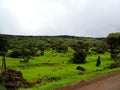 Kaas Plateau - Valley of flowers in Maharashtra, India